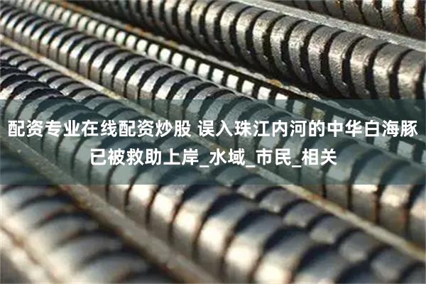 配资专业在线配资炒股 误入珠江内河的中华白海豚已被救助上岸_水域_市民_相关