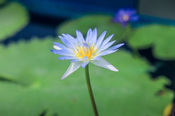 配资专业在线配资炒股 辰山睡莲展8月18日开幕，多个品种全国首展，七大展区惊艳亮相